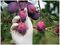 AURELIA 98229