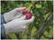 AURELIA 98229